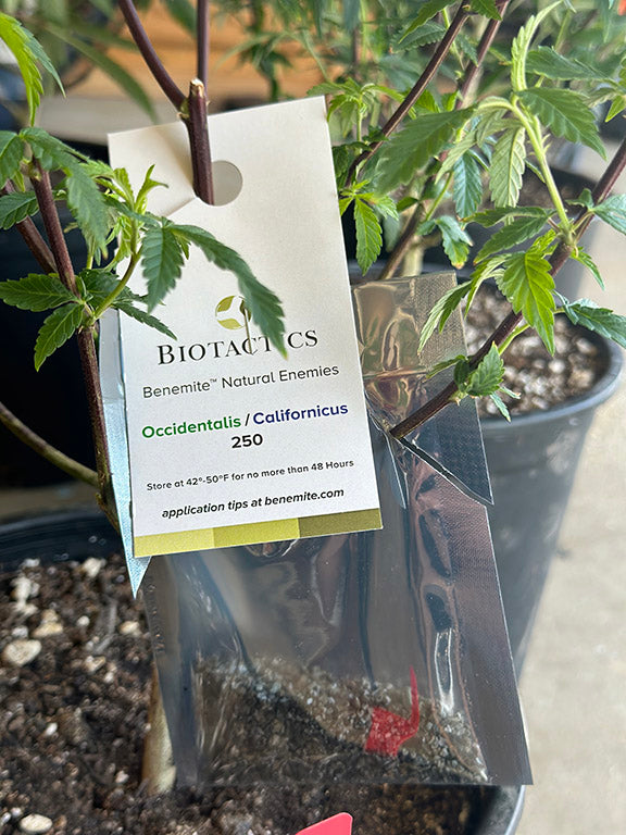 BENEMITE Californicus/Fallacis Combo