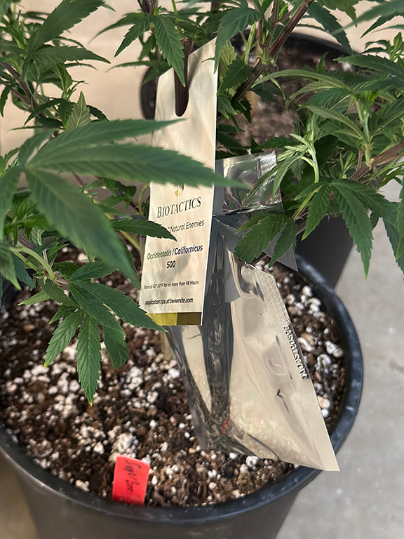 BENEMITE Galendromus Occidentalis