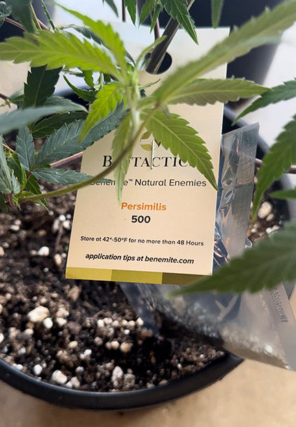 BENEMITE Phytoseiulus Persimilis