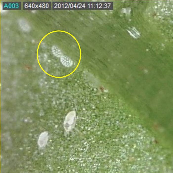 Mite Under Microscope