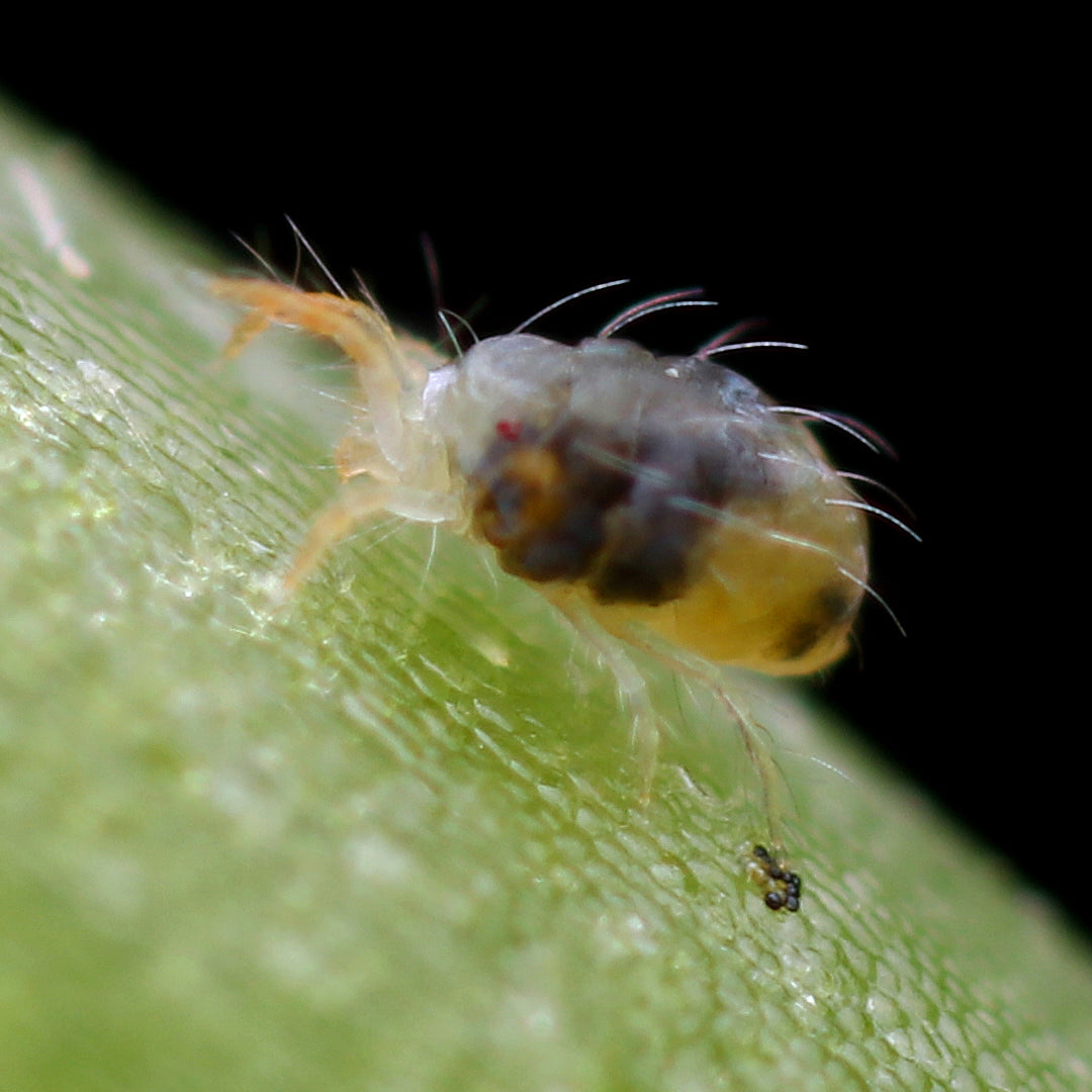 Spring Spider Spider Mites Up Close