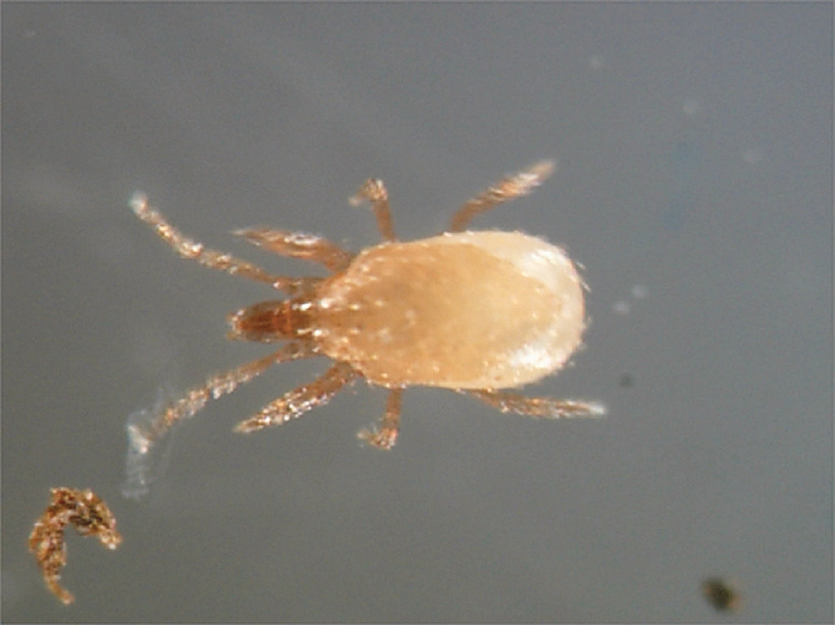 Stratiolaelaps Scitimus