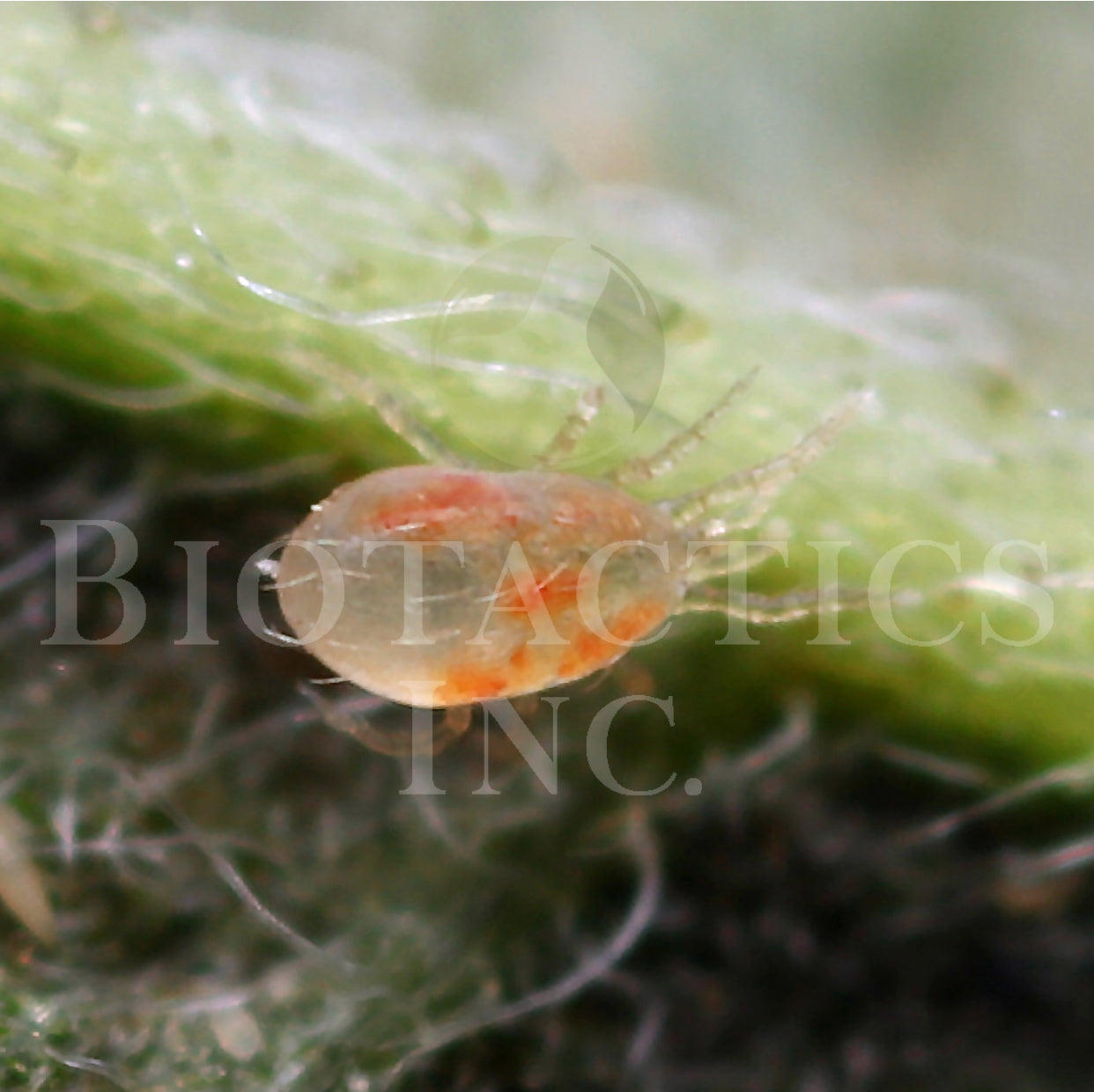 Adult female Galendomus Occidentalis