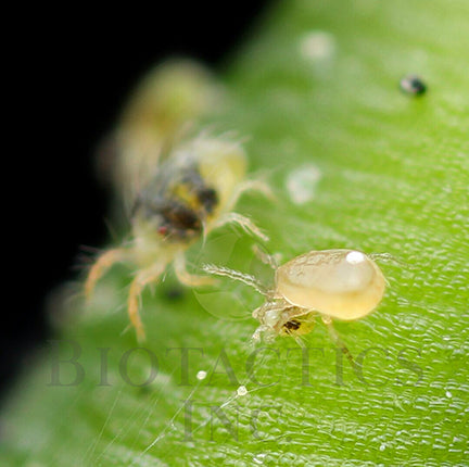 BENEMITE Californicus/Fallacis Combo