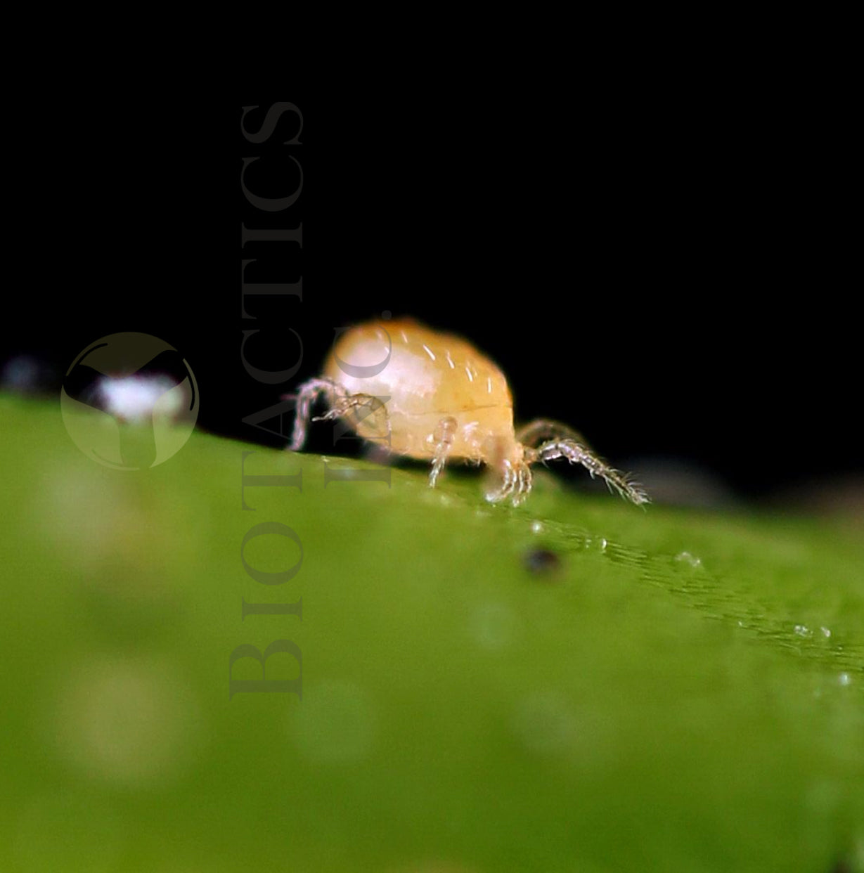 BENEMITE Neoseiulus Californicus