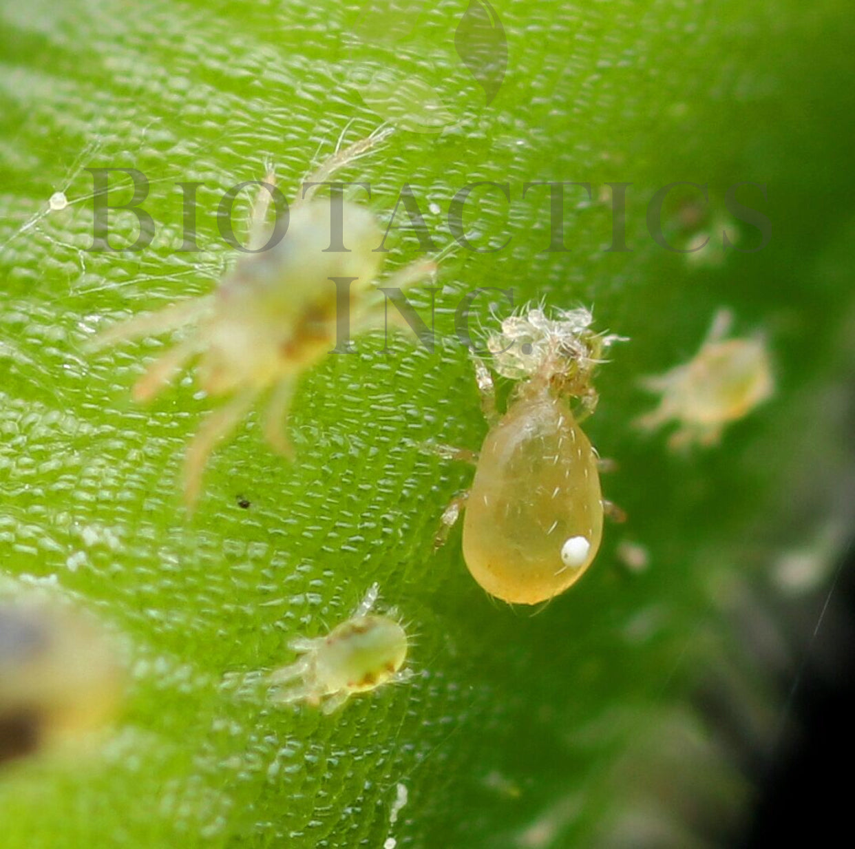 BENEMITE Neoseiulus Californicus