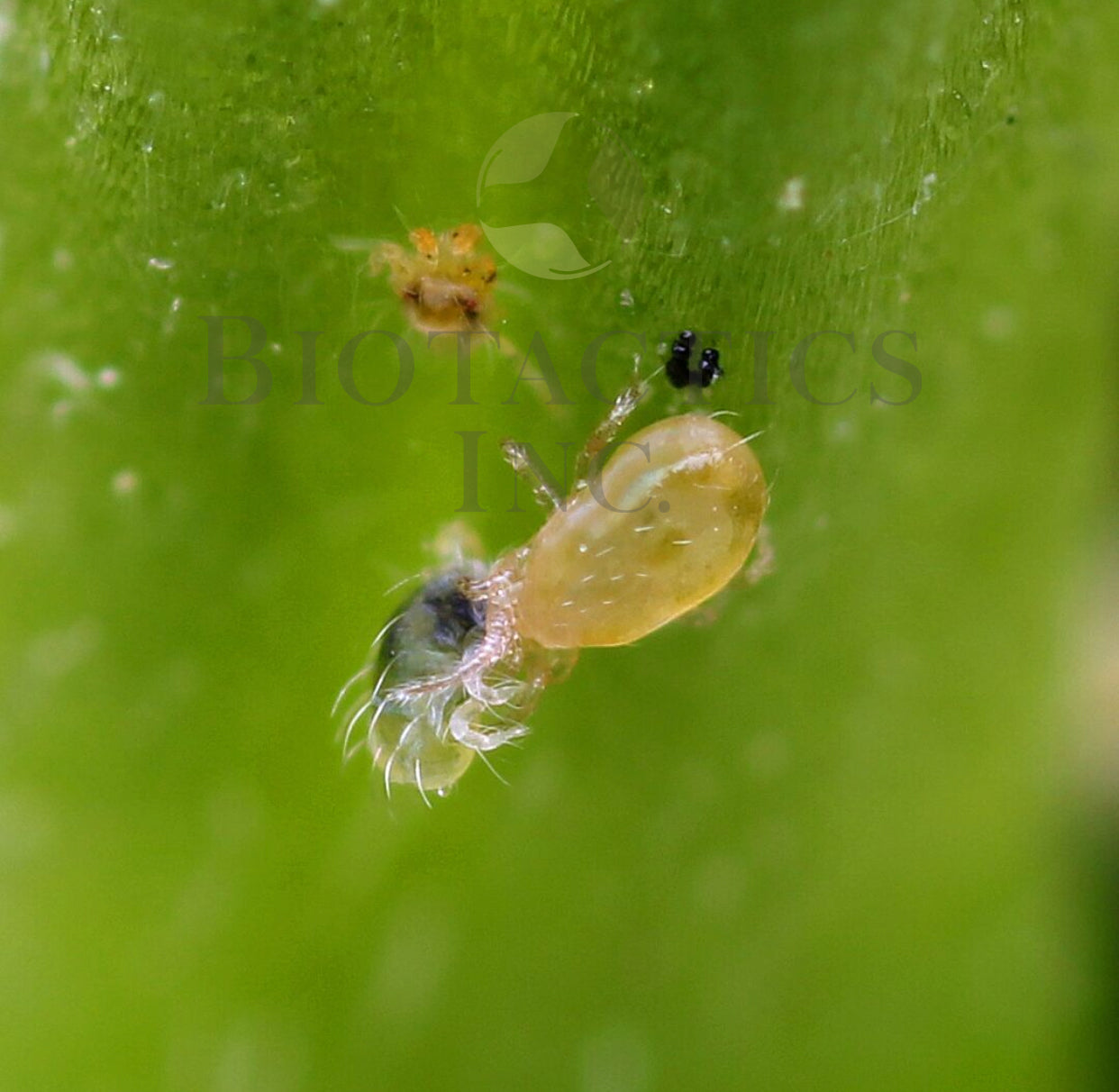 BENEMITE Neoseiulus Californicus