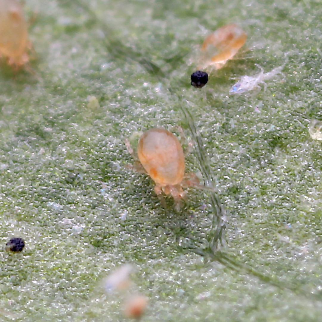 BENEMITE Neoseiulus Fallacis