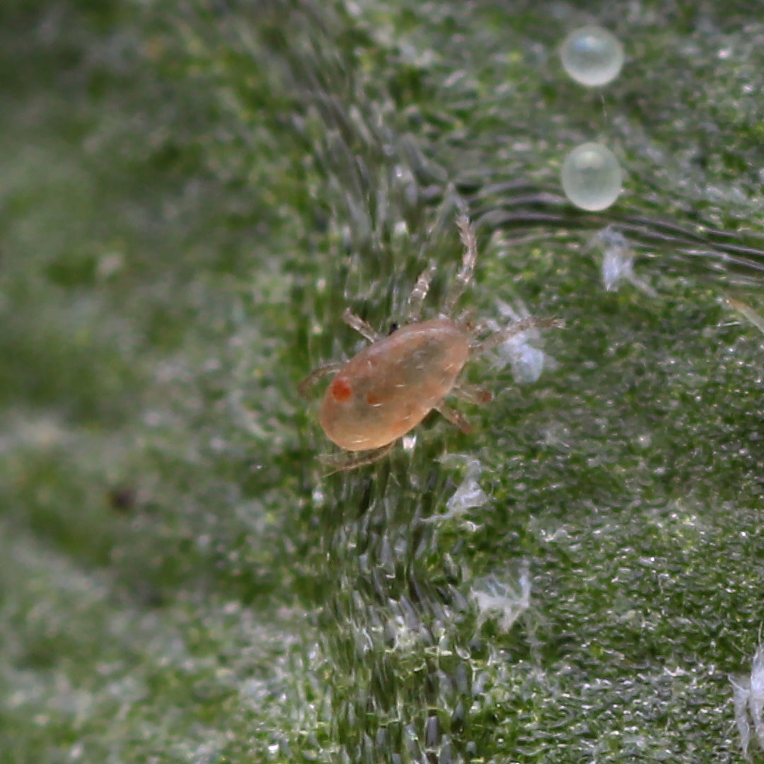 BENEMITE Neoseiulus Fallacis