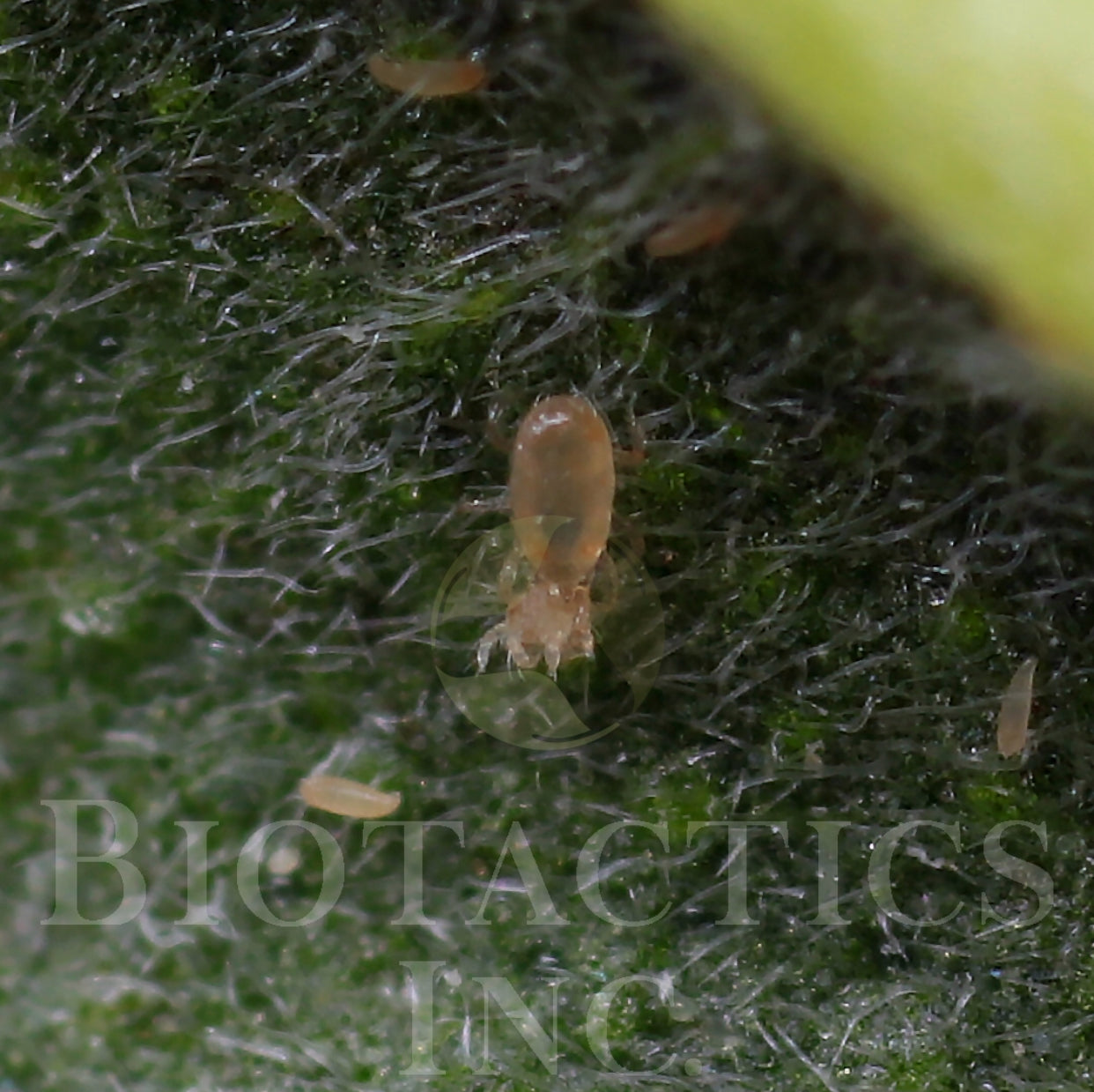 Occidentalis eating Spider Mite
