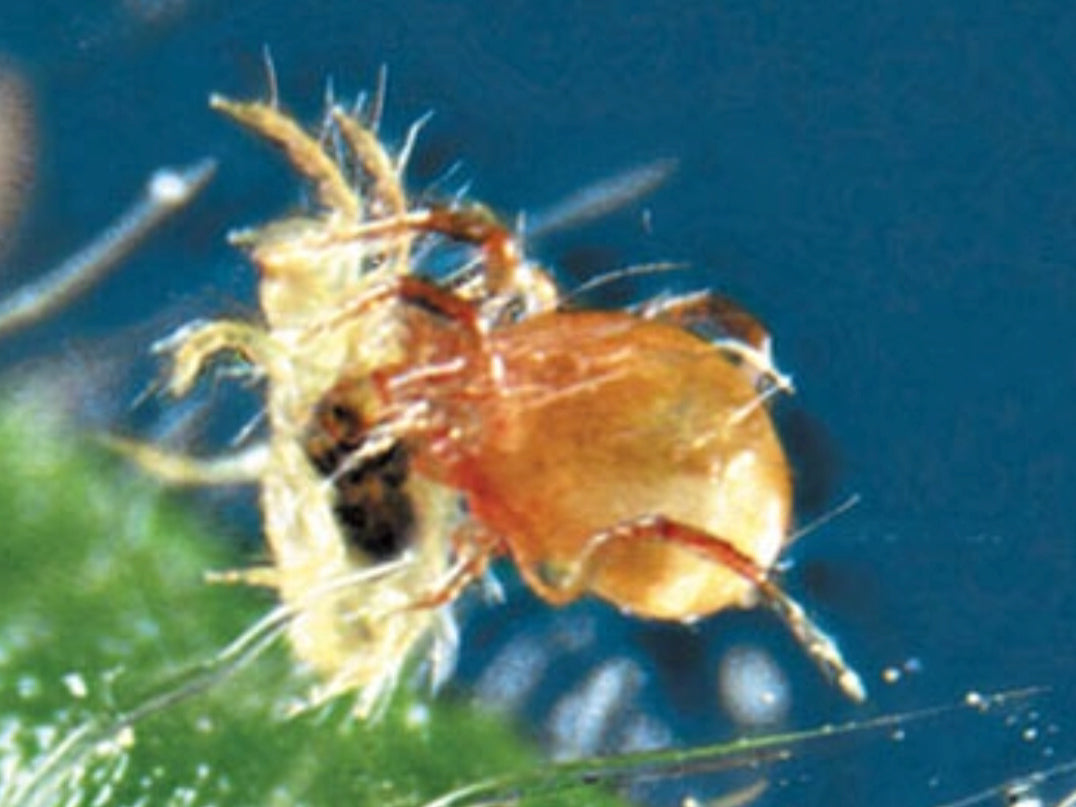 BENEMITE Phytoseiulus Persimilis