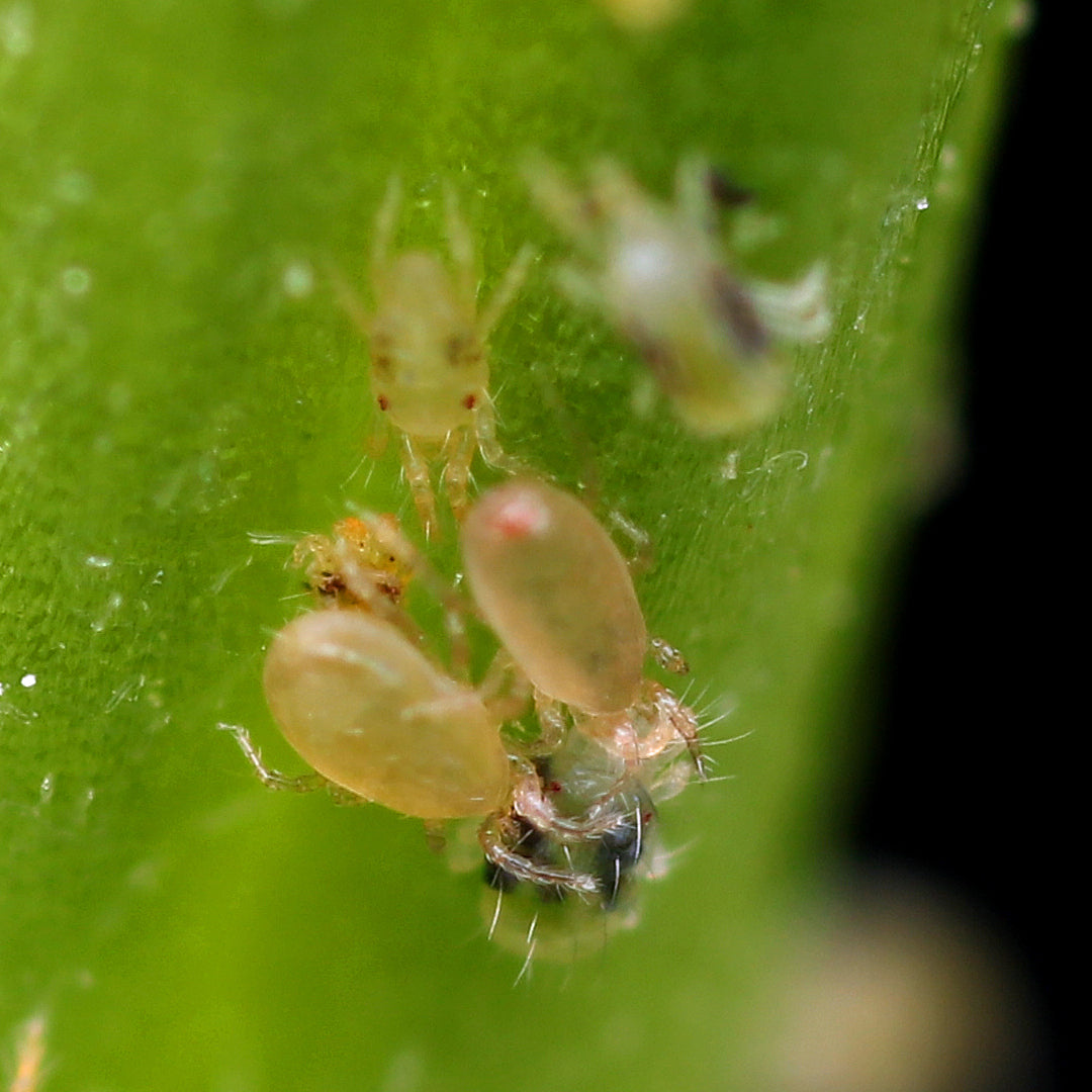 BENEMITE Neoseiulus Californicus