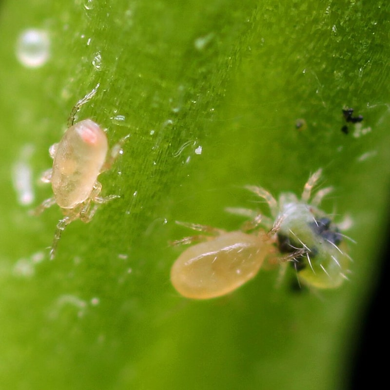BENEMITE Occidentalis/Californicus Combo