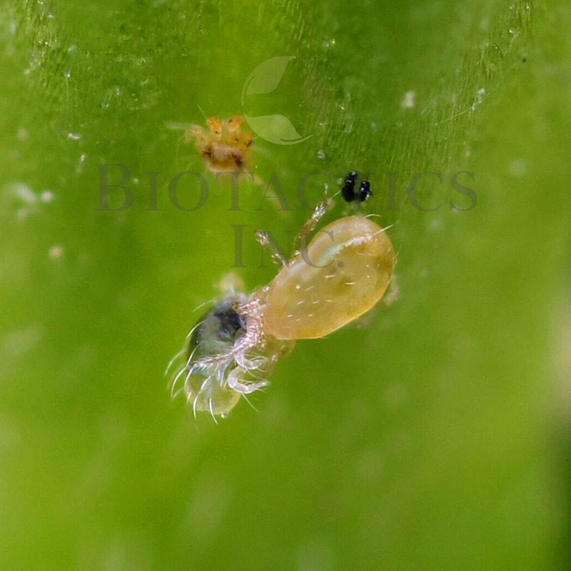 BENEMITE Occidentalis/Fallacis Combo