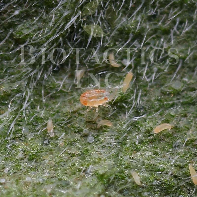 BENEMITE Occidentalis/Fallacis Combo